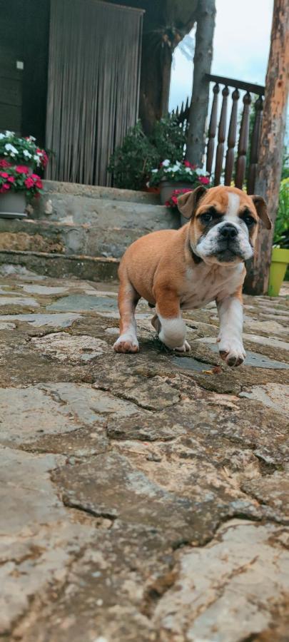 Smestaj Durungara Jovic Petrovac na Mlavi Buitenkant foto